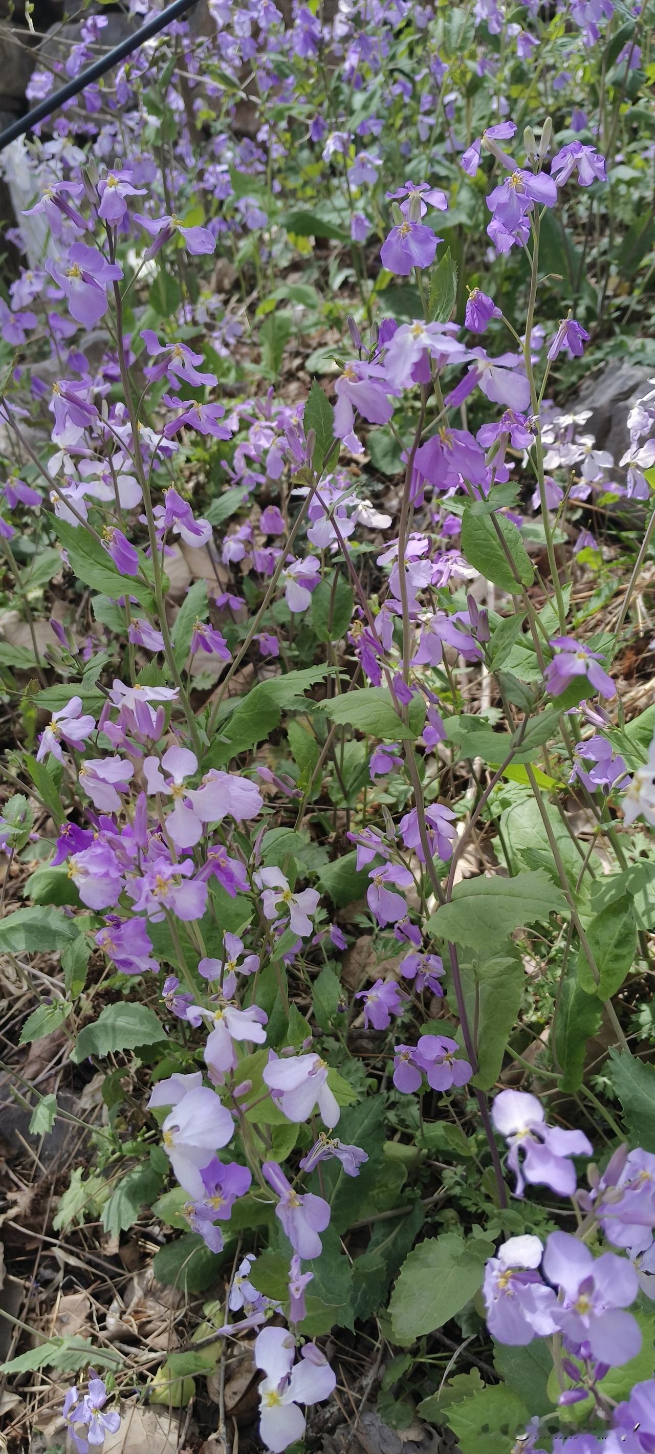 有个北方男子娶了个四川妹子，他老婆成天骂骂咧咧，说的都是四川话，他压根听不懂啥意