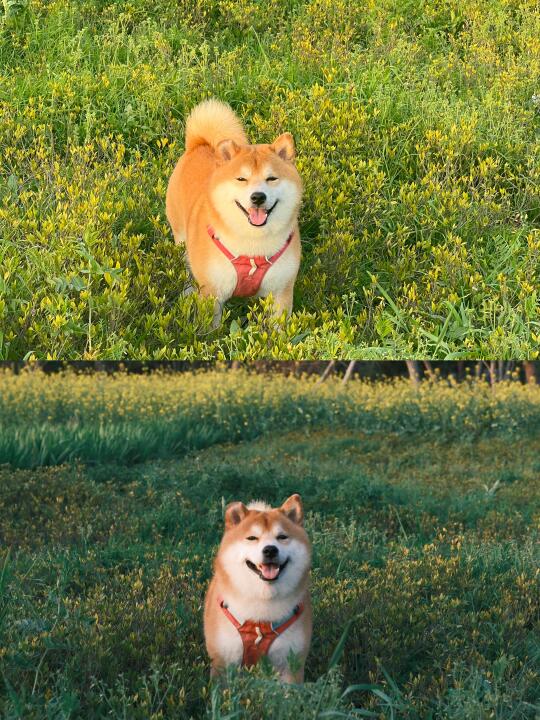 听狗的 还是得买相机