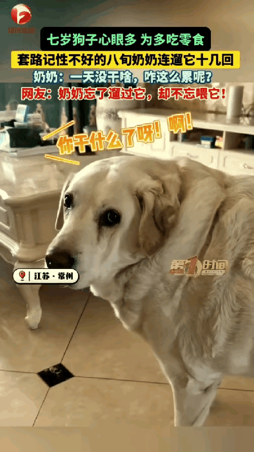 成精了！
       江苏这只拉布拉多，把健忘奶奶拿捏得死死的，一天遛十几趟，