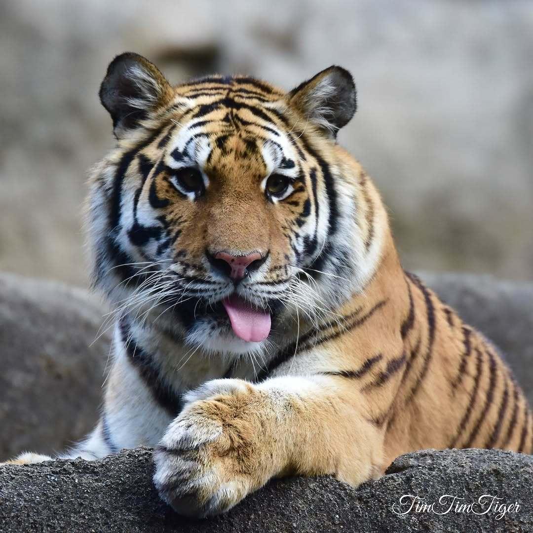 (ﾉ)´ᝫ`(ヾ) 