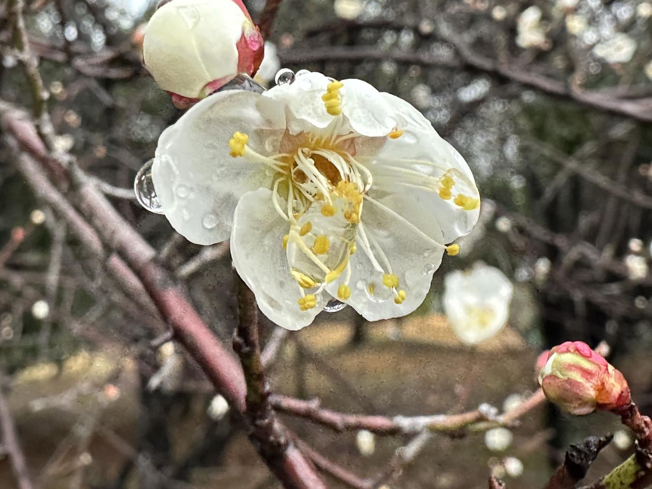我妈可真是心疼我，二月份轮到我照顾她的生活，开工第一天，就给我送了一份大礼——大