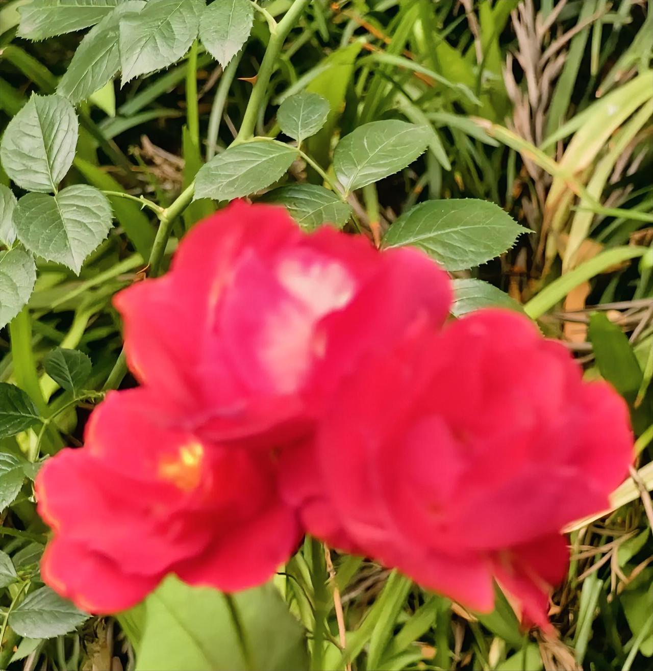 花儿