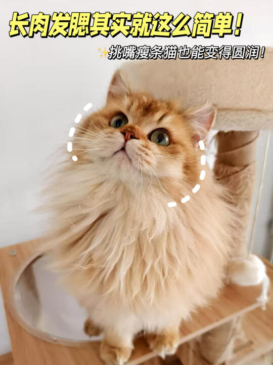 瘦条小猫有救啦！长肉发腮不再是梦！