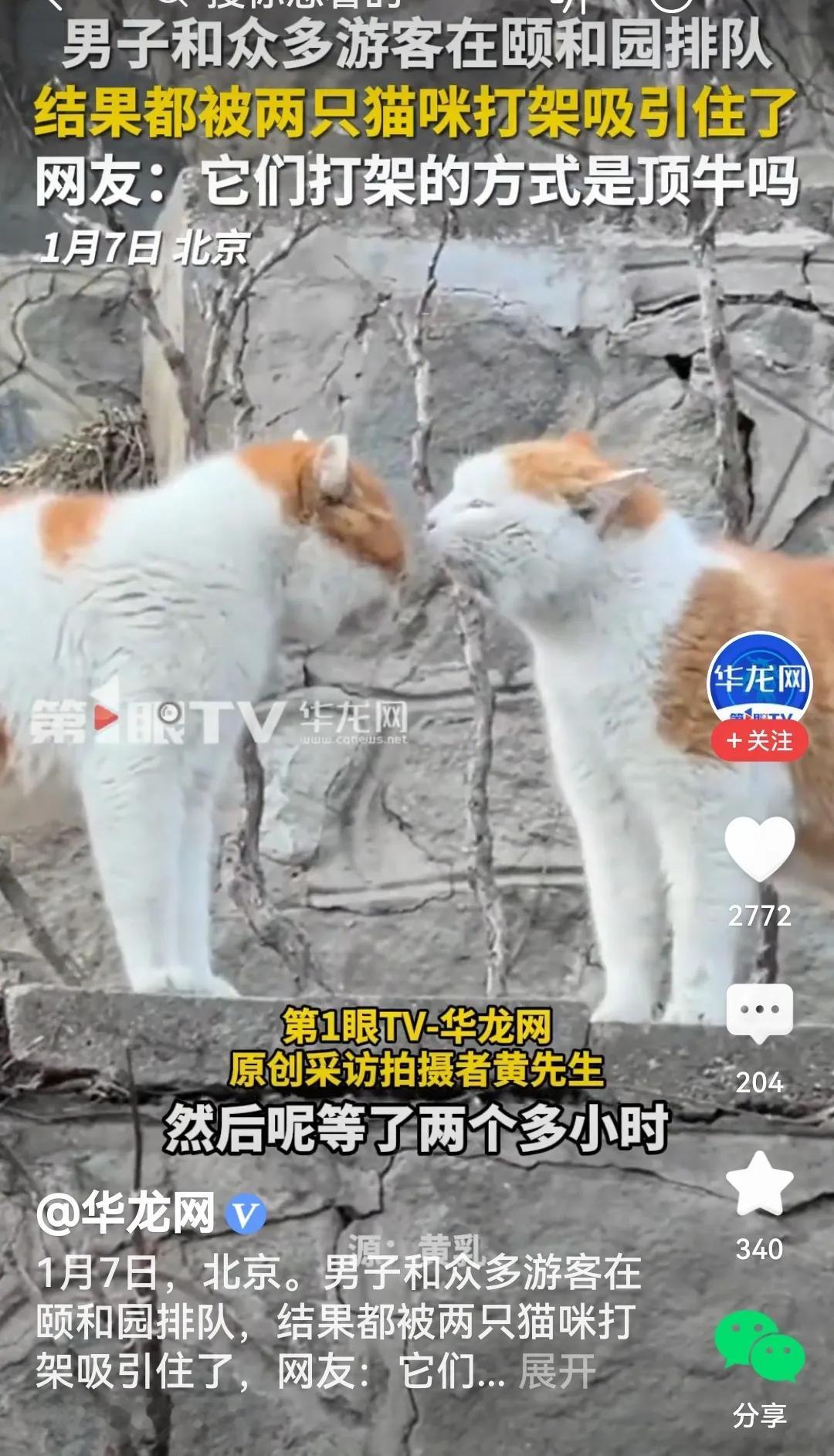 网友：它们在顶牛
是的，视频里看到，北京颐和园的两只猫咪四目相对，剑拔弩张，一触