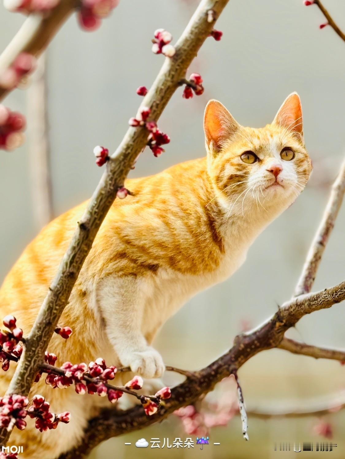 猫咪会有想吃人的想法吗？这还挺有意思。从动物本能来讲，猫咪是肉食动物，有捕猎天性