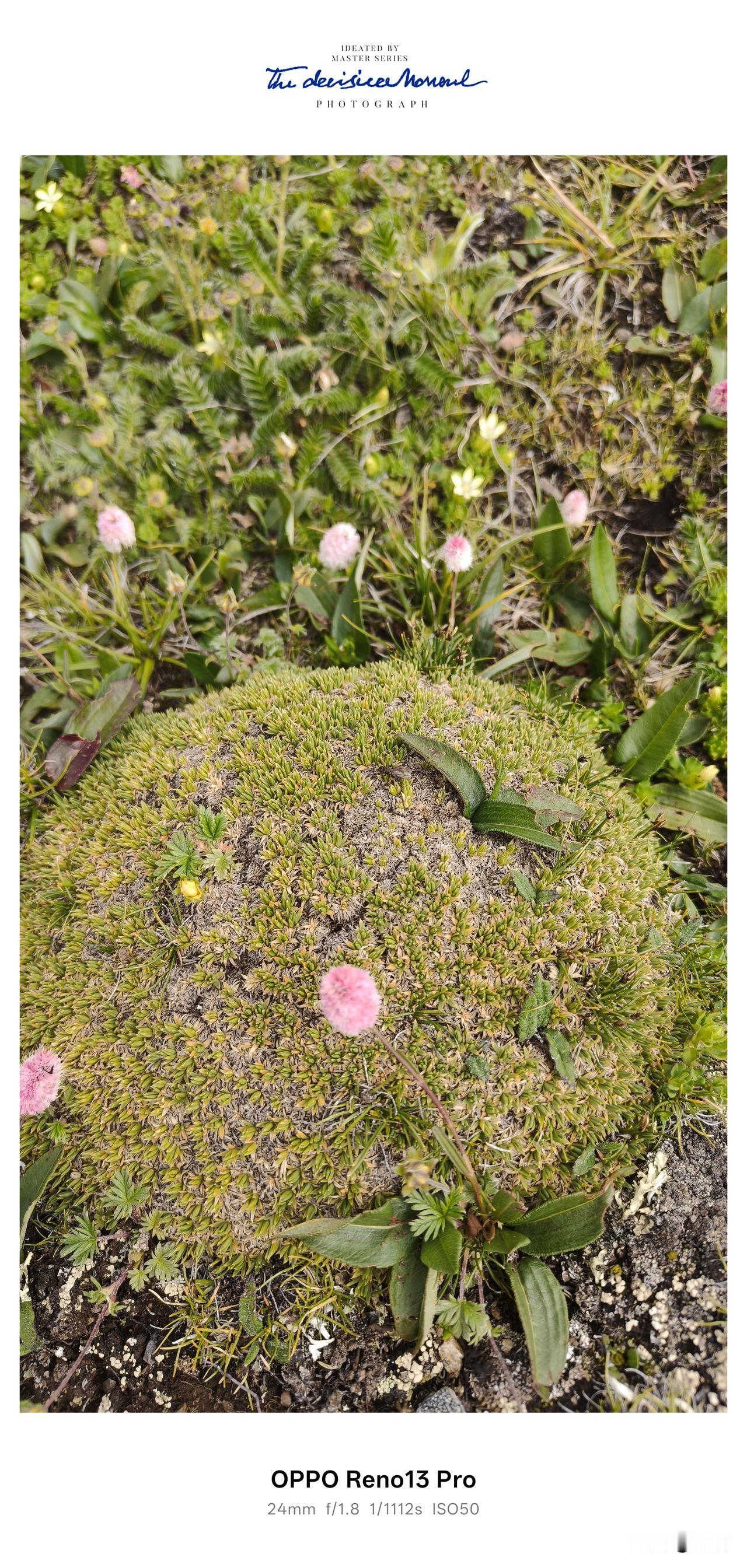 翻越川西高海拔垭口，在将近五千米的荒芜山巅偶遇了这些可爱的高原野花，随手拍下这组
