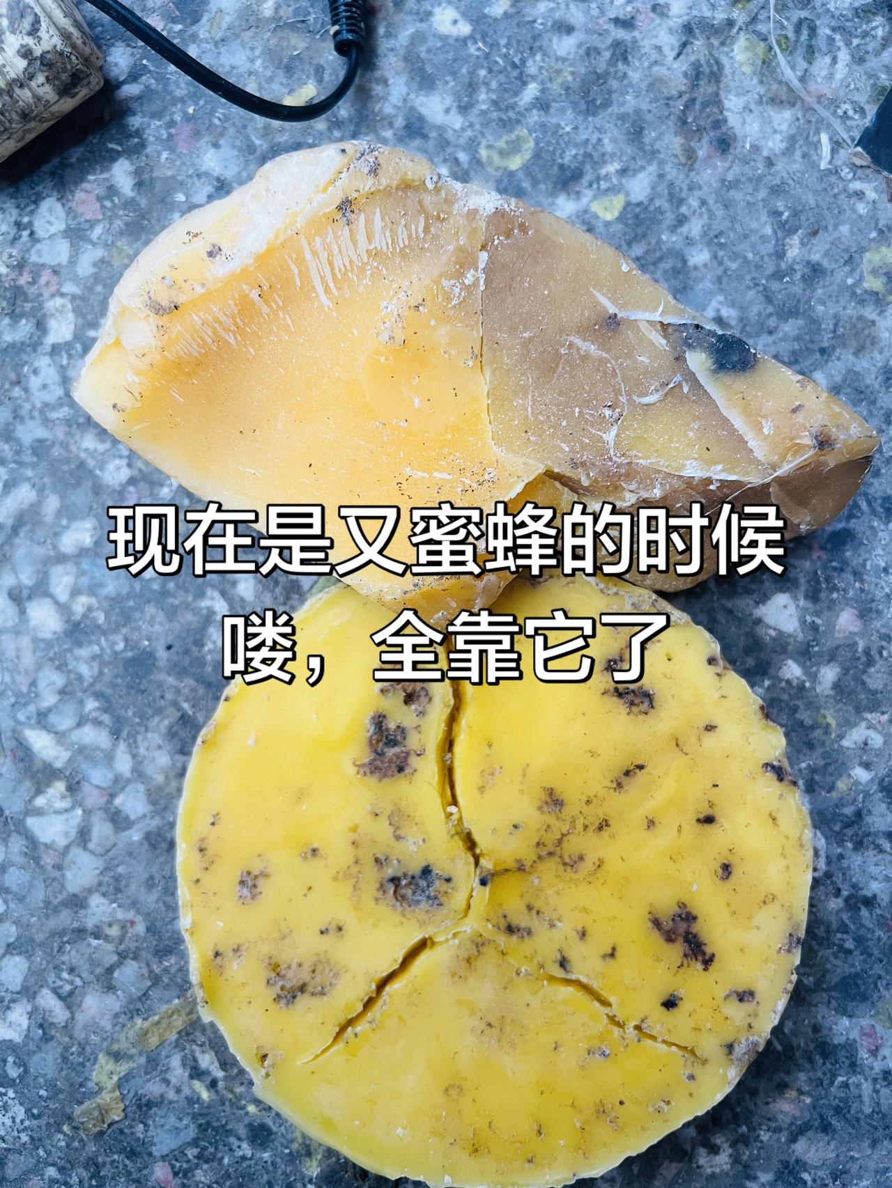 现在很多人去山上挖洞诱蜜蜂了， 这时候的蜜蜂很快就要分家了，是诱蜂的好时机，这是
