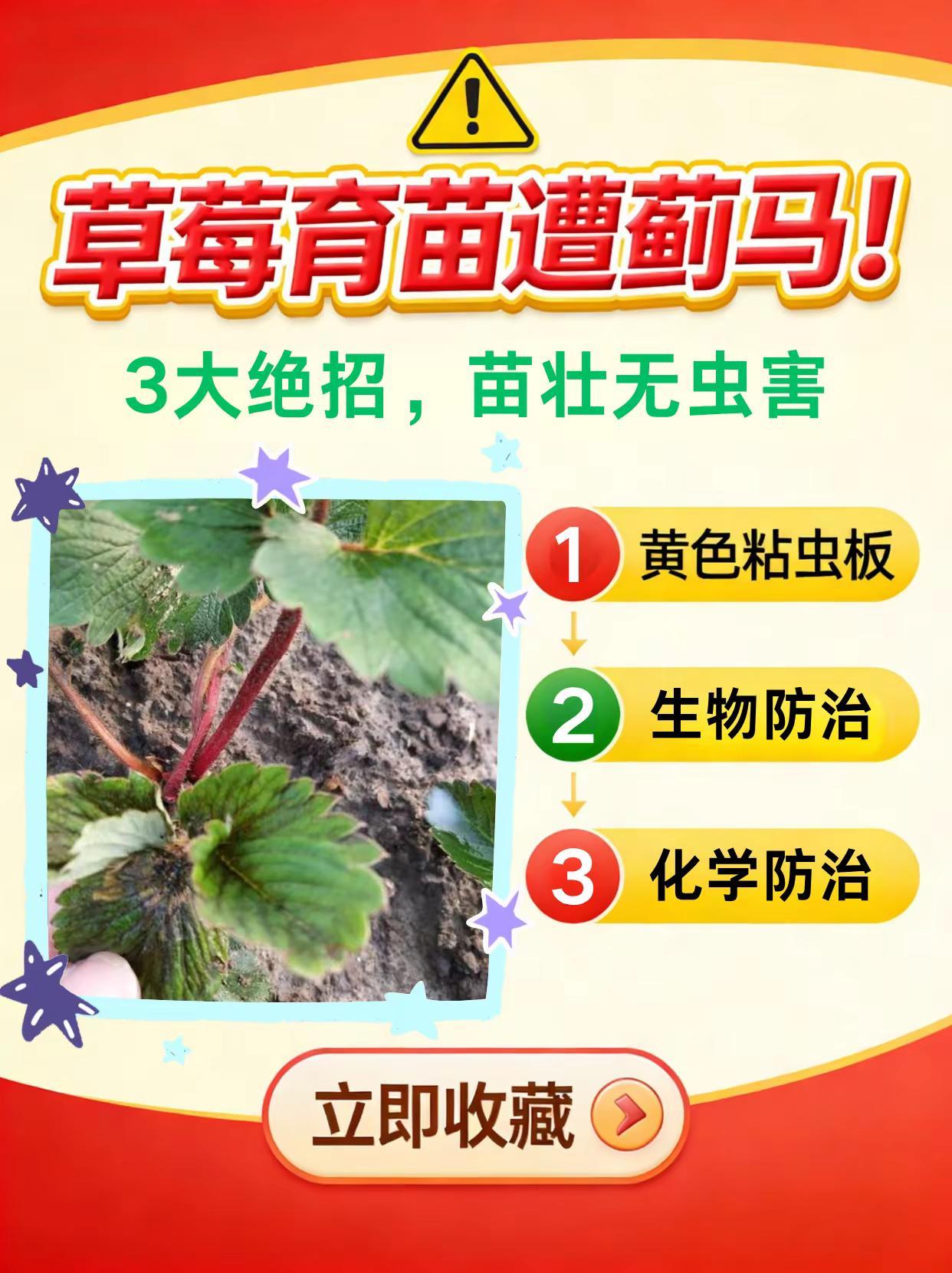 草莓育苗遭蓟马，3大绝招，苗壮无虫害！。草莓育苗