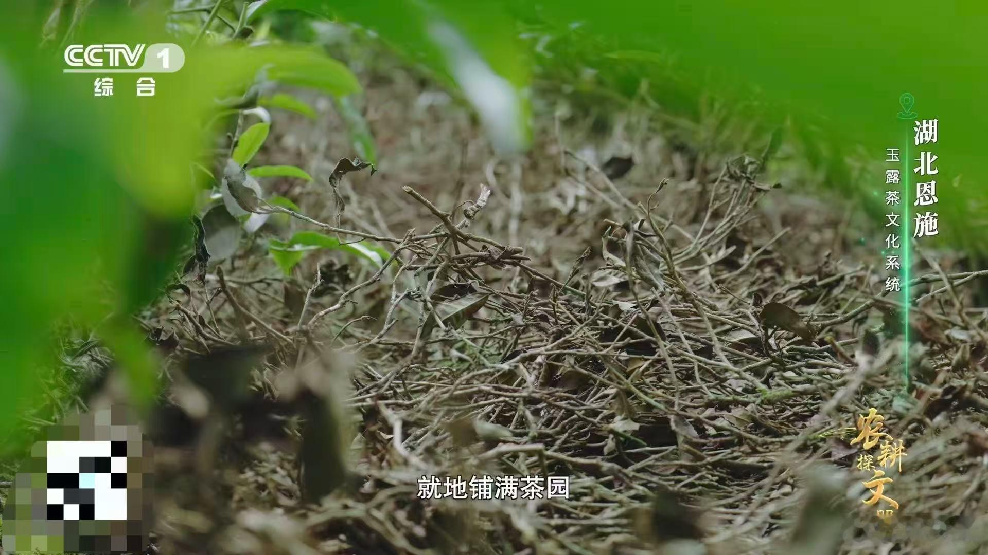 茶树做发型看得好解压茶树得到细致呵护！专属Tony深修打理，枯枝病枝无处藏身。杂