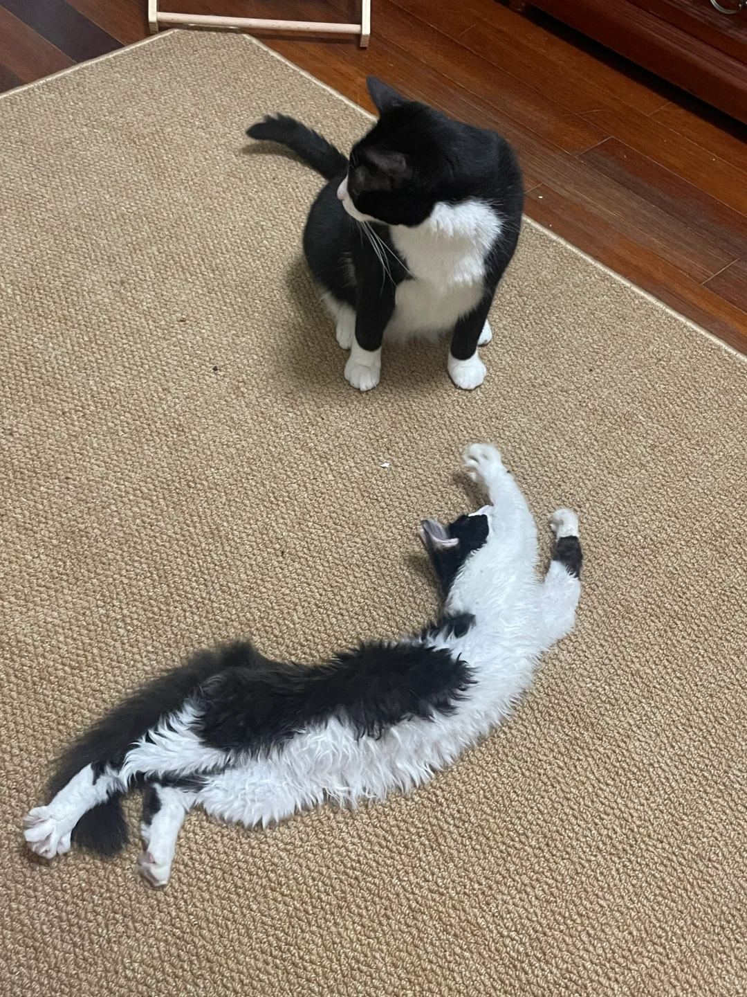 有没有小猫四仰八叉的照片呀｜集合