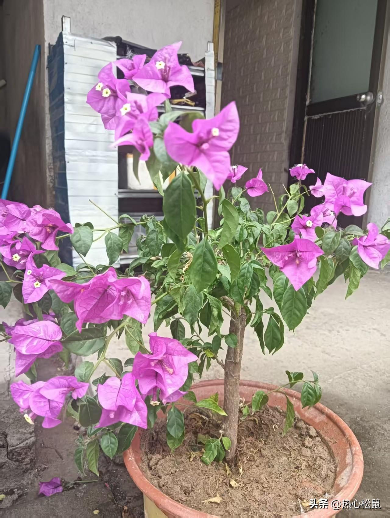 惊艳的紫色花朵，绽放出生命力！🌸🌸🌸