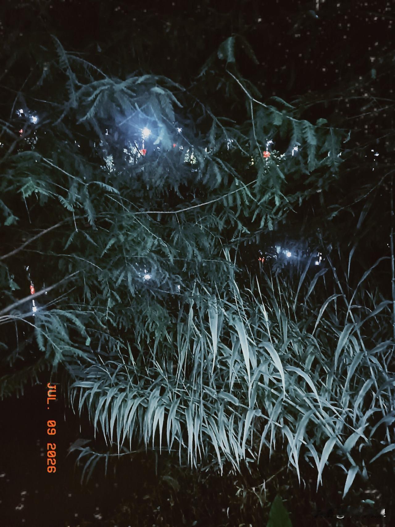 安远河道边上种的芦笙和树木桂满了小灯泡，晚上看起来灯光闪闪。