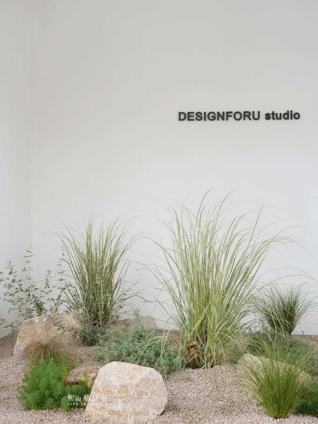 东植x DFU|门面绿植造景 草系野生感🌿