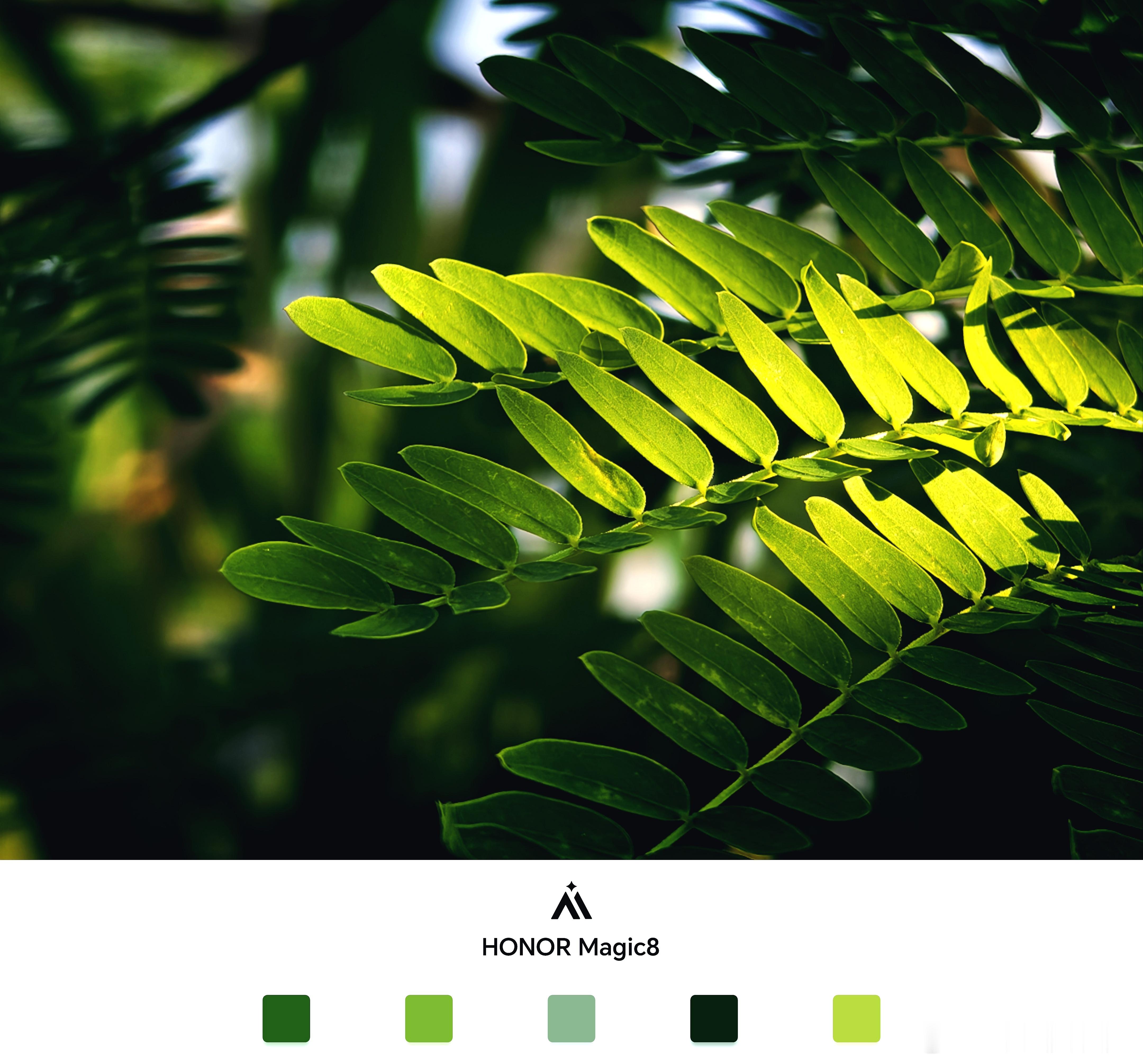 这或许是今年影像最强的标准版，没有之一！最近体验了荣耀Magic8标准版，影像能