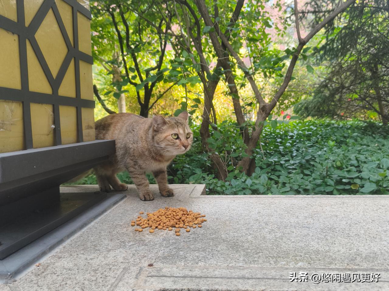 我们小区绿化区域放了很多塑料一样的猫窝，挡风不抗冻。可能再过几天会有人把不用的棉