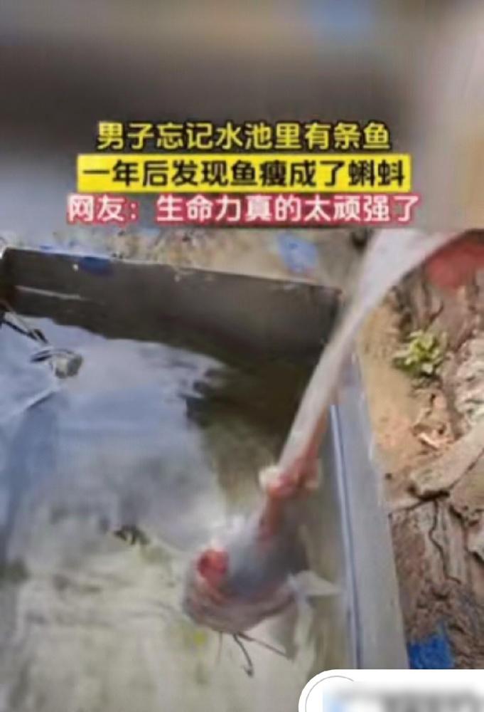 一男子买了条鲶鱼，回家就扔进水池里，因为有事就忘了此事，直到1年后，才终于想起来
