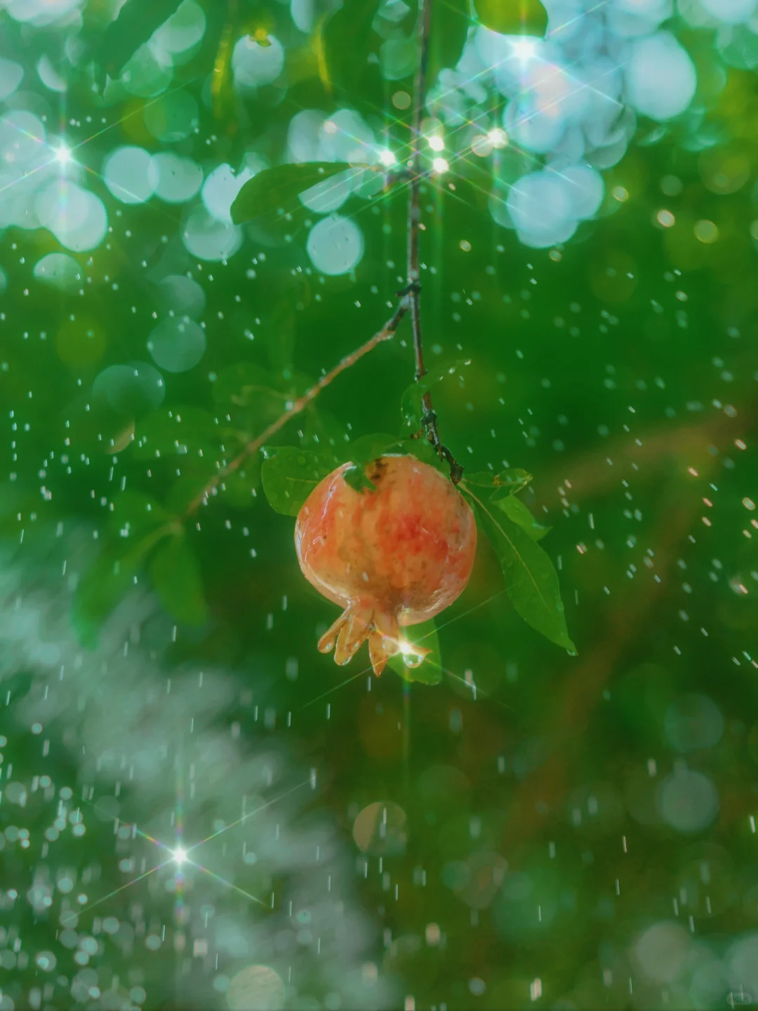 🧡｜你看，石榴红了