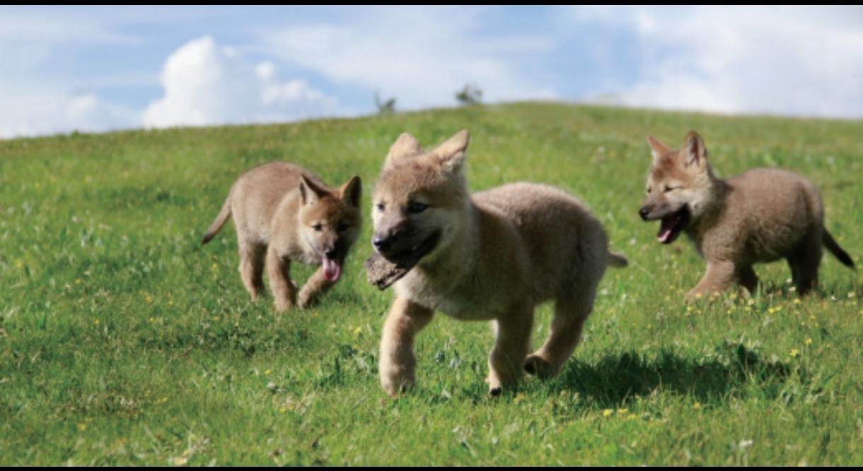 李微漪养大的狼取名叫格林，终于在冬季狼群聚集时融入其中，她和搭档为了追踪狼的生活