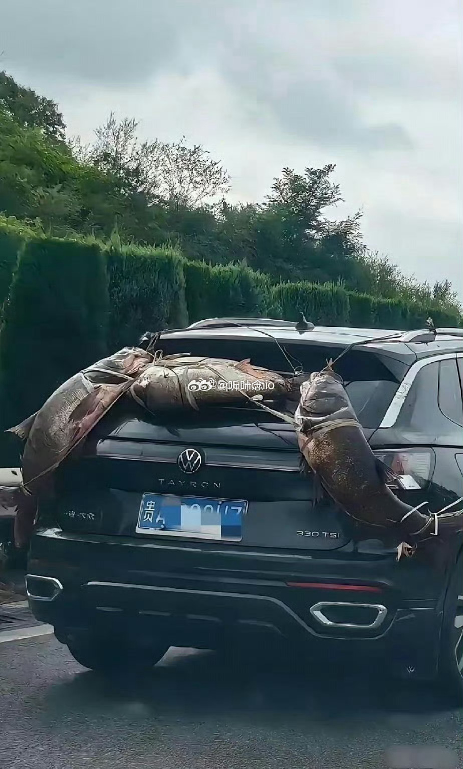 是不是太腥了，所以挂外面！ 