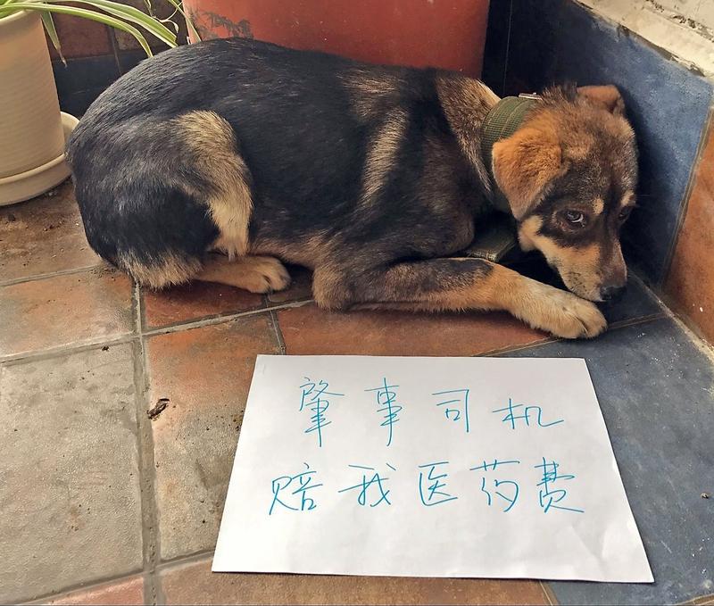 19岁怀化少年唐维带着狗狗来长沙送外卖，晚上睡在浏阳河风雨桥下，这事儿真让人感慨