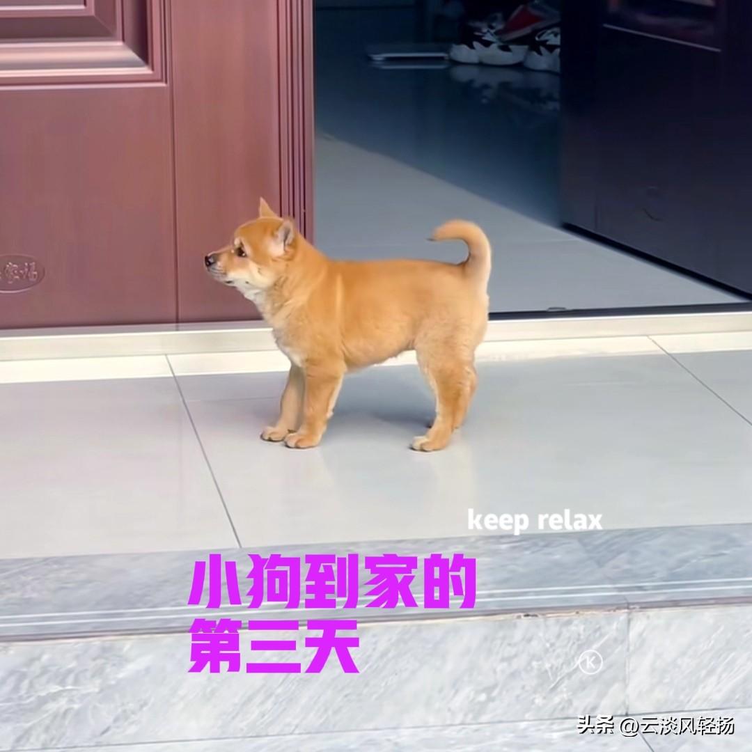 江苏的一位网友，在网上买了一只中华田园犬。小狗来自广西，非常正宗的黄狗白面。小狗