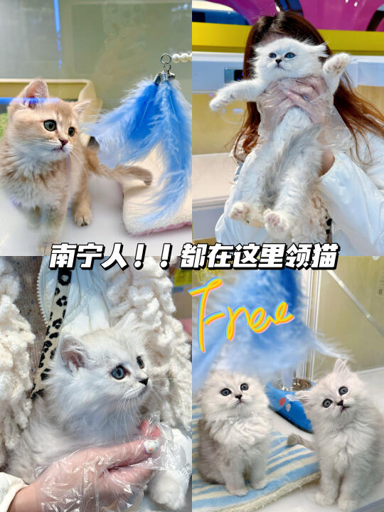 卧卧卧！南宁也有🆓猫咪！就在朝阳！！