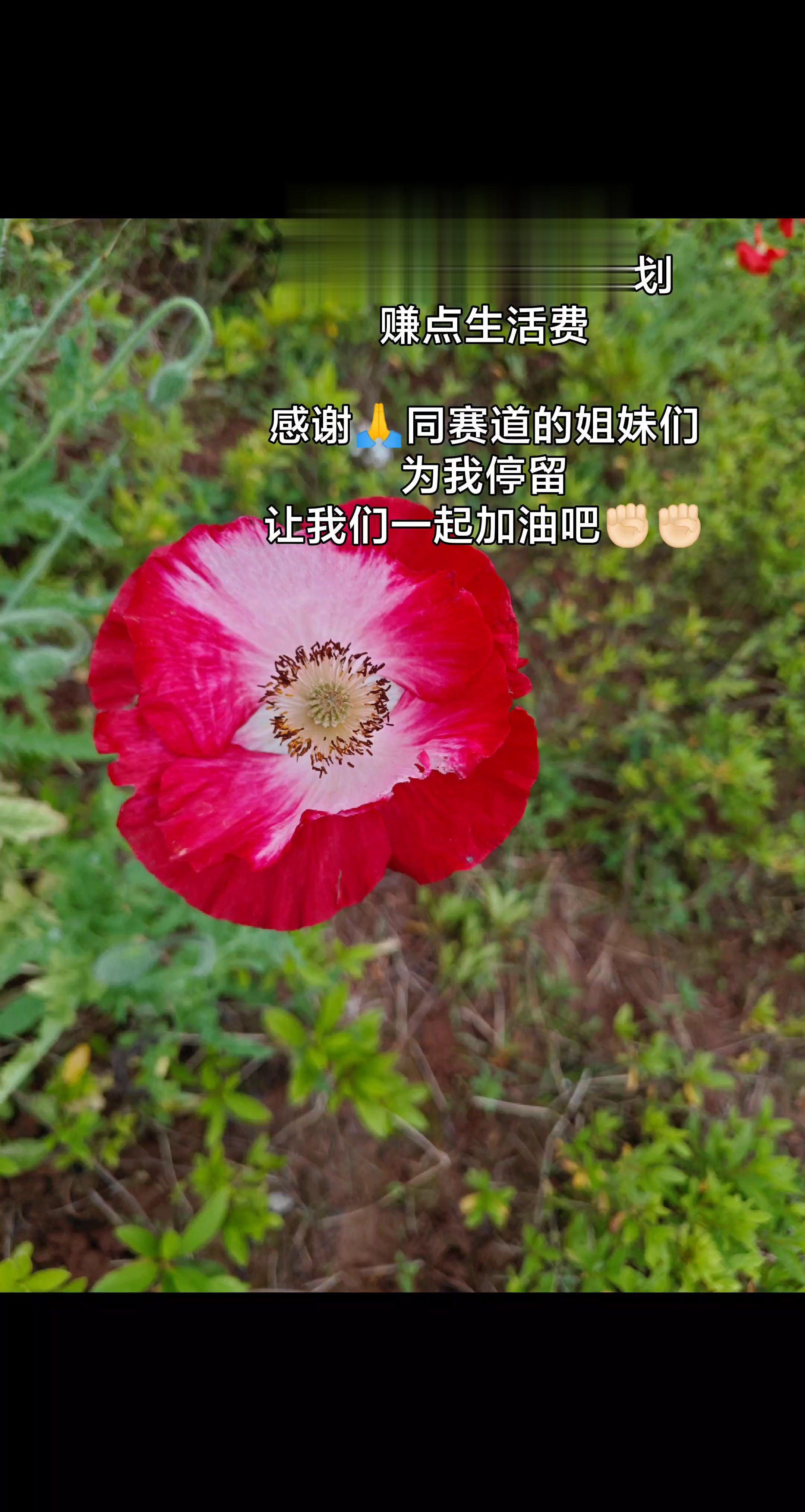 花朵 这是什么花有人认识吗 公园散步随拍