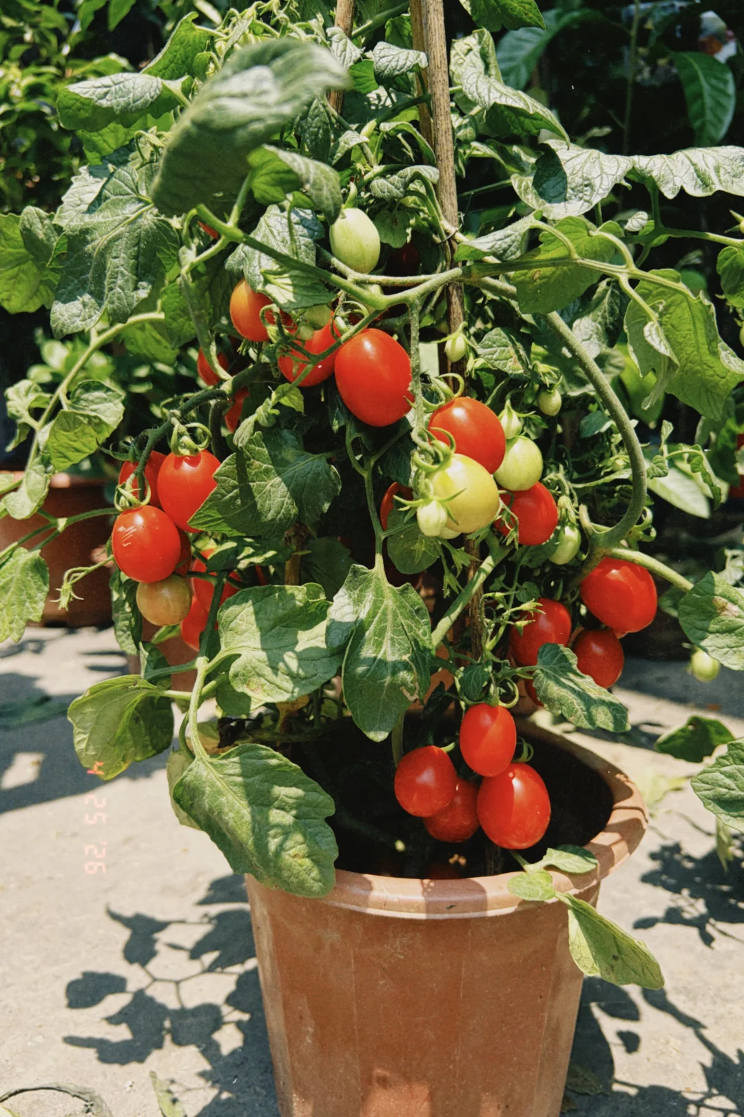 赶集～感觉买到了最靓的一盆小番茄
