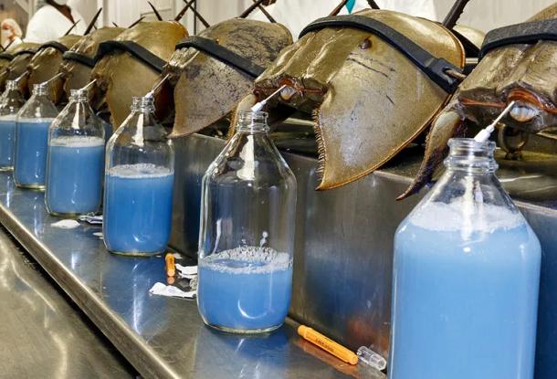 血液是蓝色的生物，你见过吗？存活了约4亿年的“蓝血生物”——中华鲎，其血液被广泛