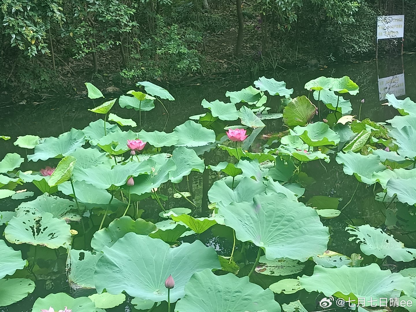 荷花偶遇 ​​​
