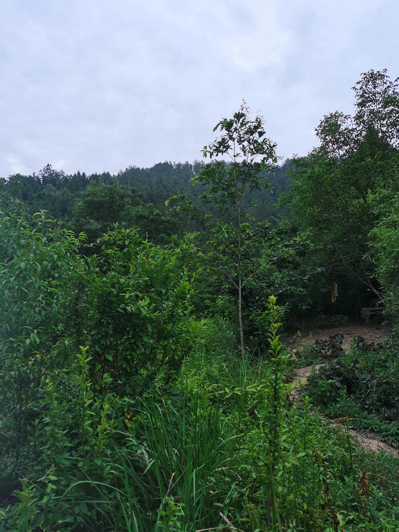 真的！现在都不想出门看了。这已经是第二只了。基本出去转一圈都会发现一堆鸡毛。这只