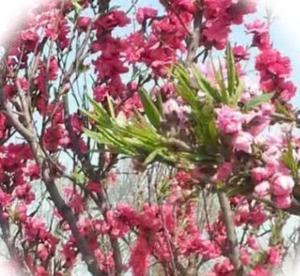 如果说陈幸同二比四输给朱雨玲是让球的话，那朱雨玲就用对胜利的渴望和拼搏打破了谣言