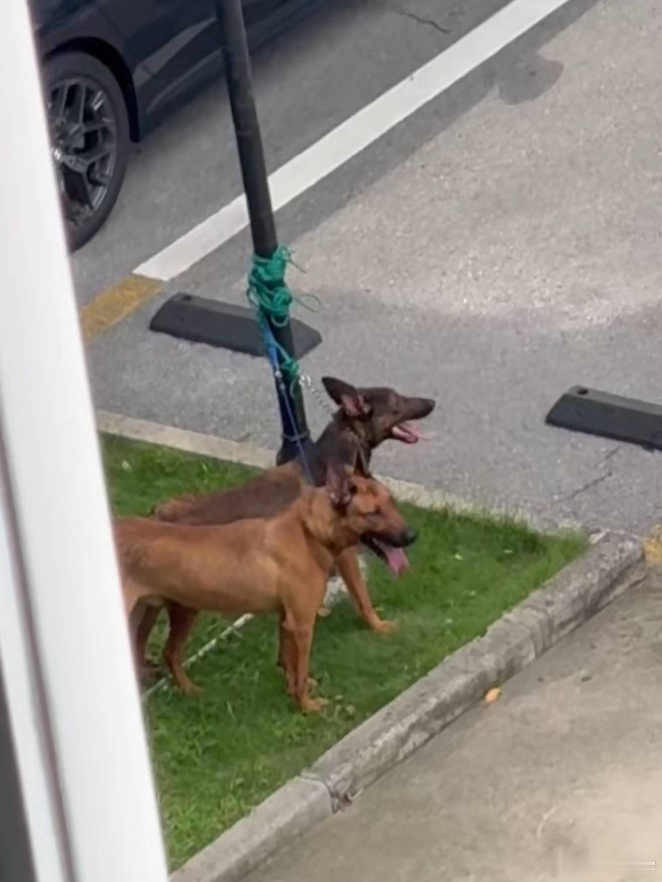 上海警方通报两犬撕咬幼童拖行已对狗主人采取刑事强制措施但未提及犬只品种，不同犬种