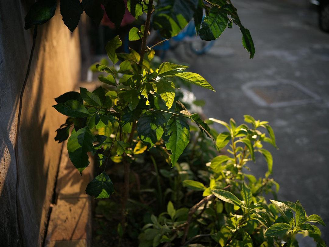 早安每一天，爱上花开朵朵的每一天，周末愉快发现生活中的小美好花开花开锦绣 广州·