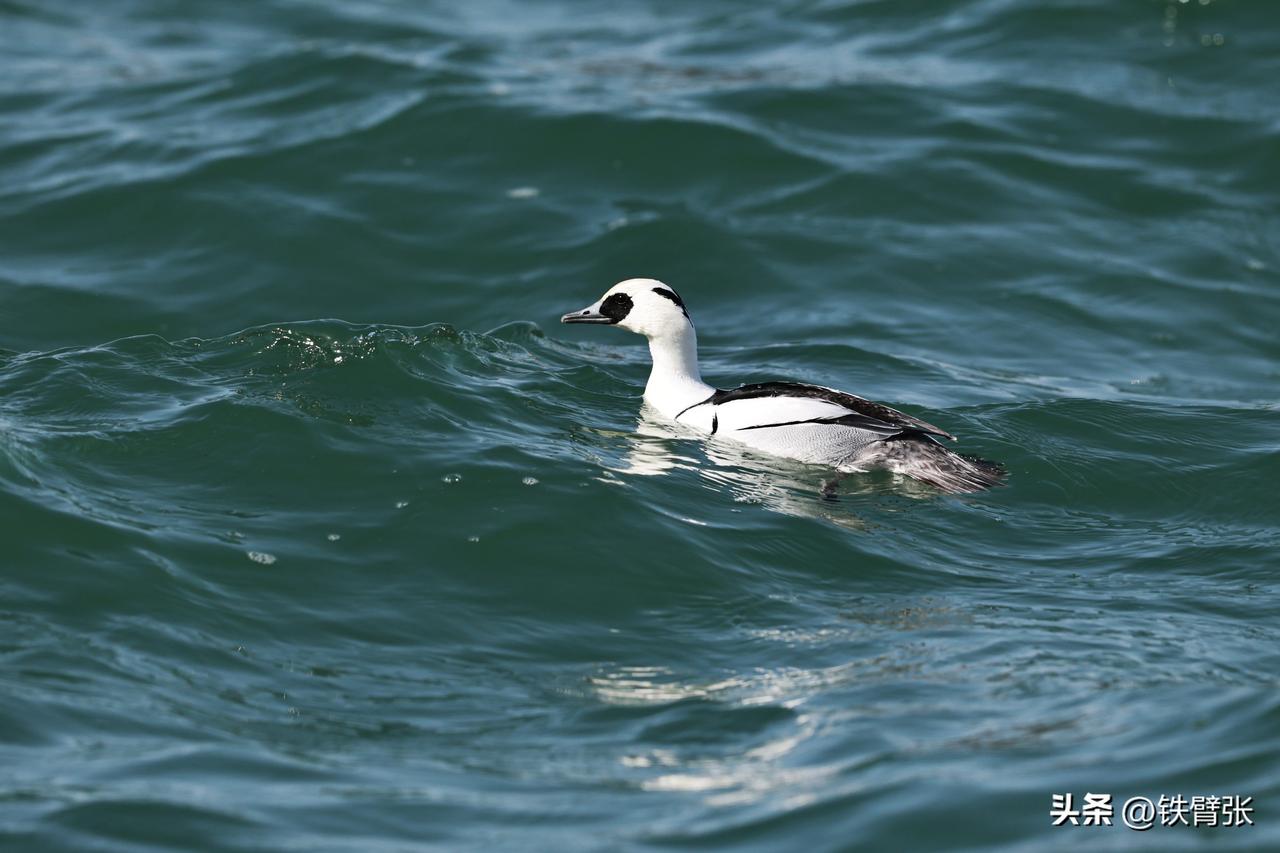 正月十五颐和园昆明湖偶遇熊猫鸭