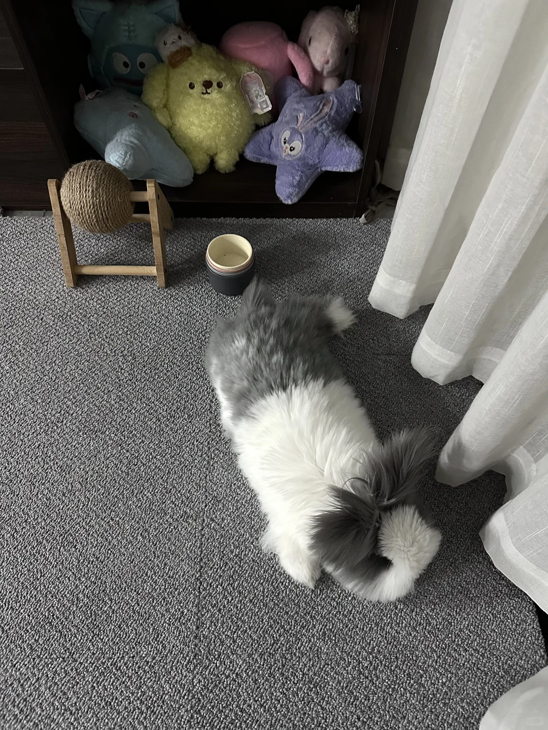 一辆小兔