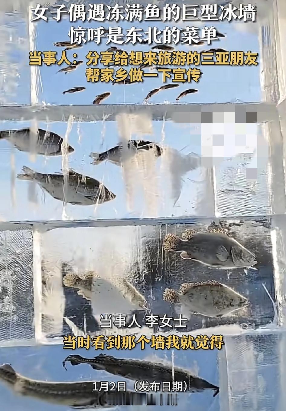 黑龙江佳木斯一女子分享视频称在餐厅发现了一面冻满鱼的巨型墙，后来知道这一面墙是用