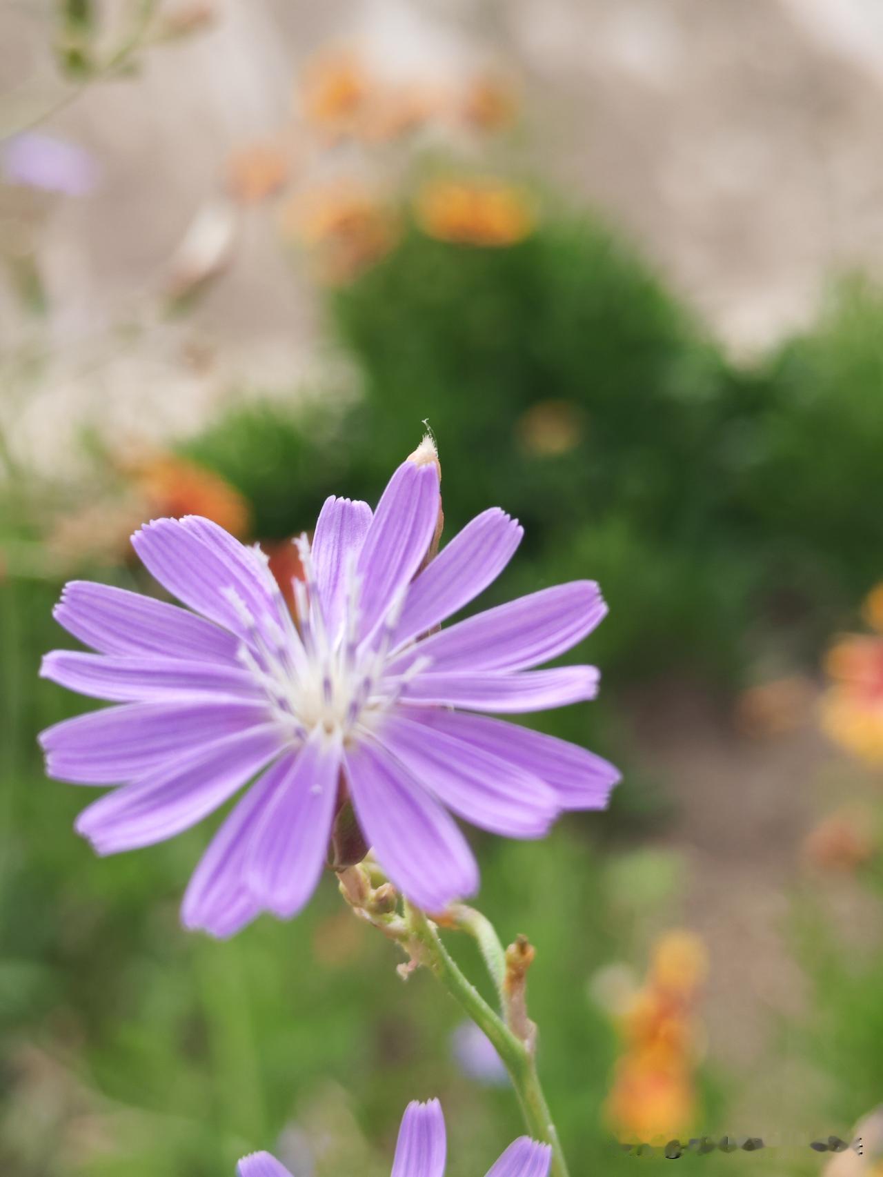 真心话茶局小花
