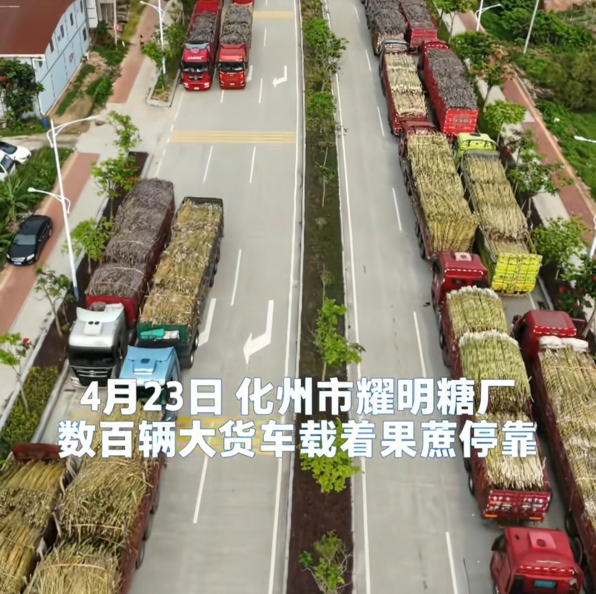 果蔗烂在地里没人要，这家糖厂却说：运来我全收！

南沙榄核镇的陈女士，60多岁了