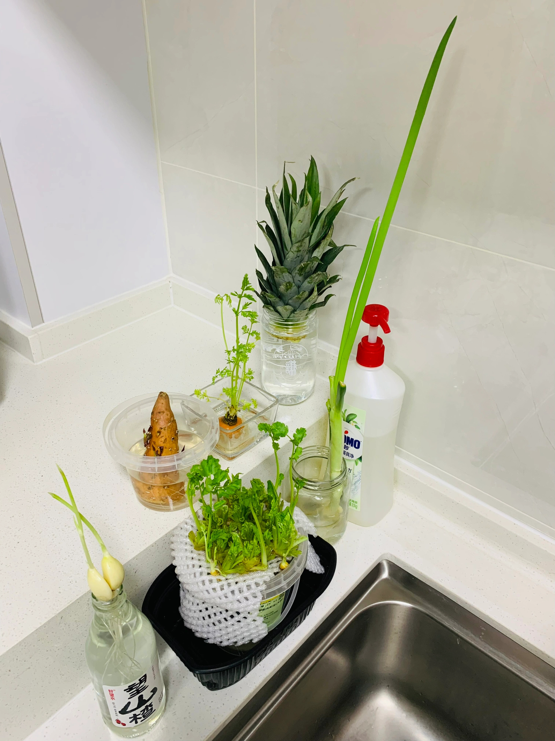 想看看大家都水培了什么 ​​​