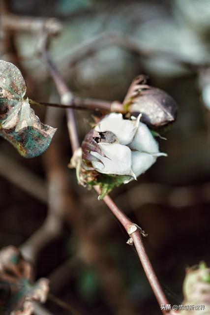 棉花还真不是棉树开的花。棉花其实是锦葵科棉属植物的种籽纤维。
棉花开的花刚开放时