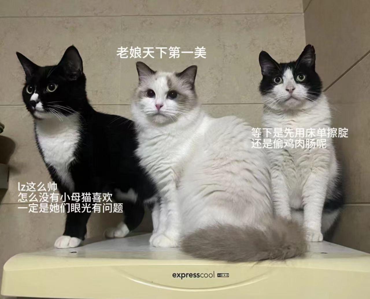 这小猫还是太全面了