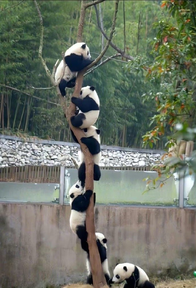 遇到上树熊猫请不要无视，你的运势开始上升🙏 ​​​