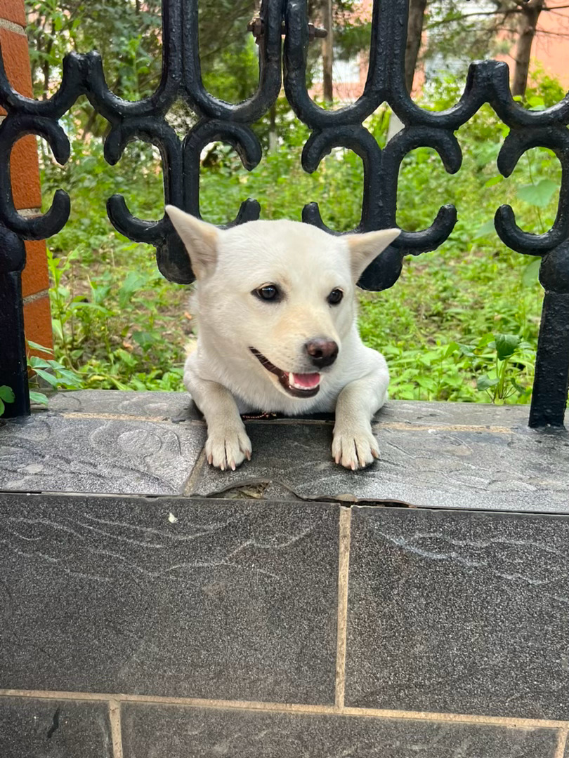 狗。 