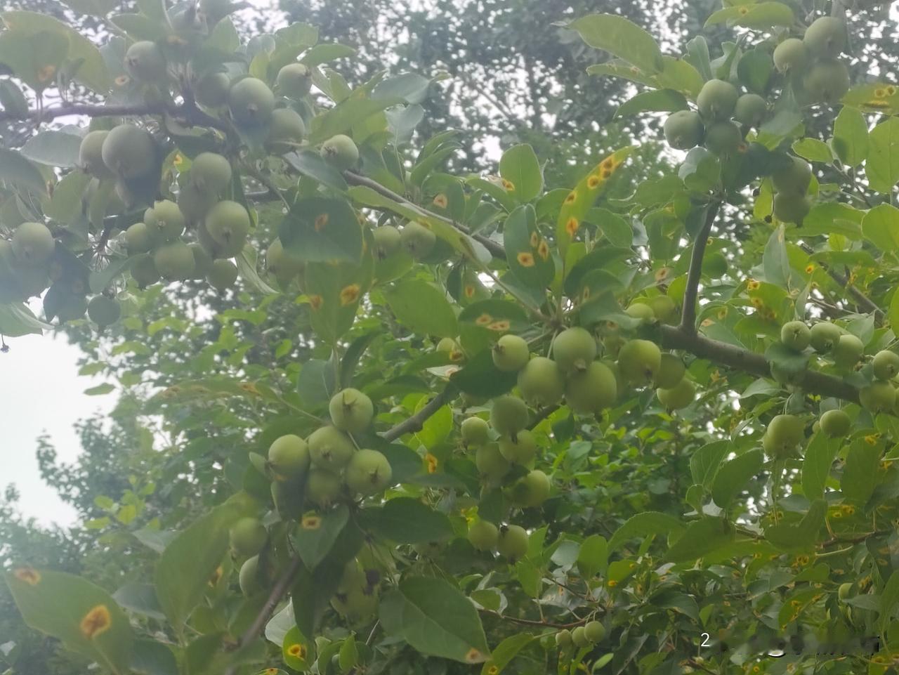 山野自生的海棠，不用人费心照料，如今满树结满青嫩小果子。叶片带着斑驳印记，却一点