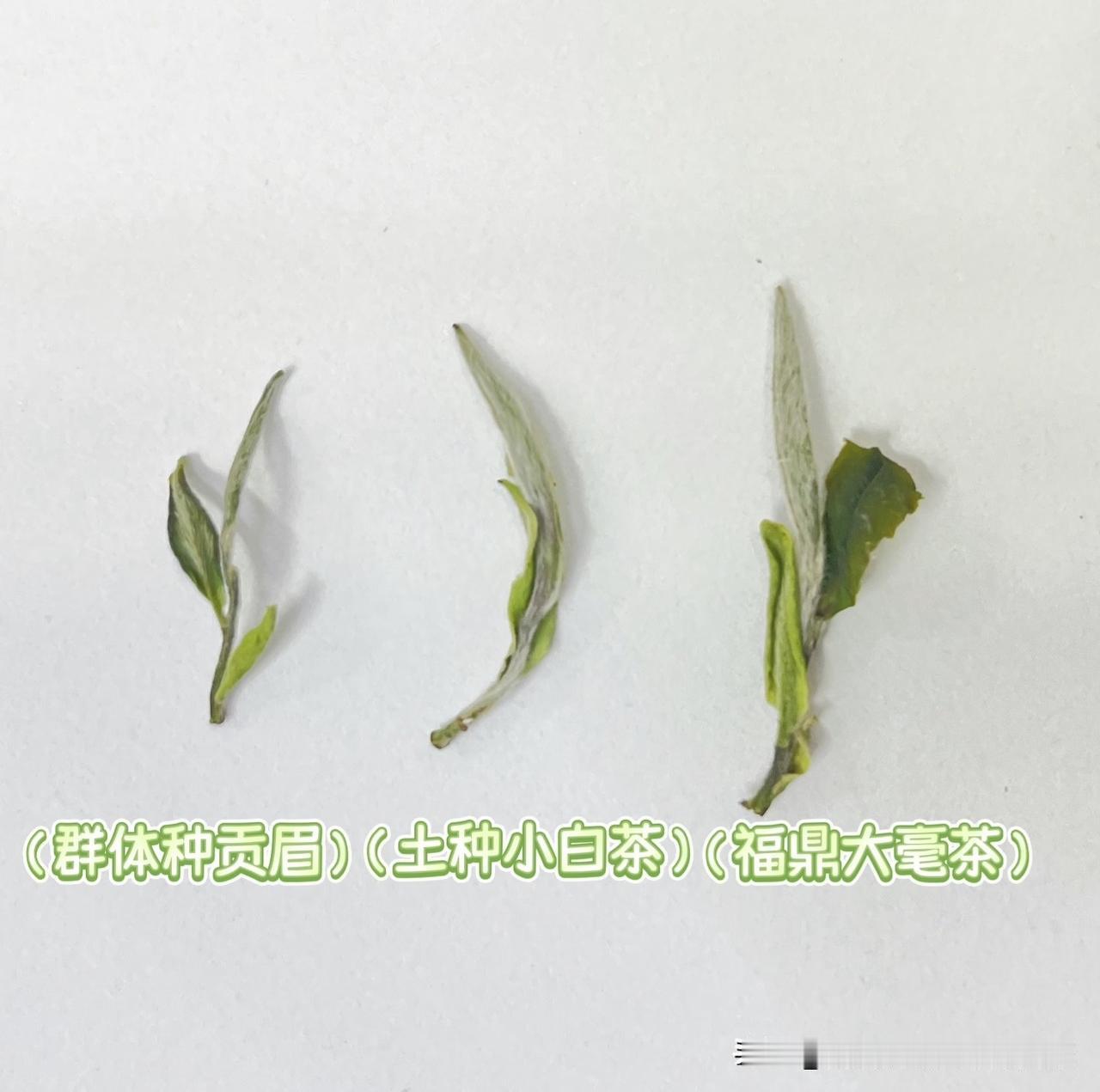 一张图了解福鼎白茶的三个品种