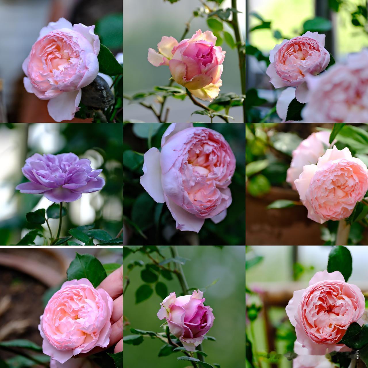 今年开始种爬藤月季花
花可是真美啊
月季的品种千千万
还都很浪漫
前天又下单一款