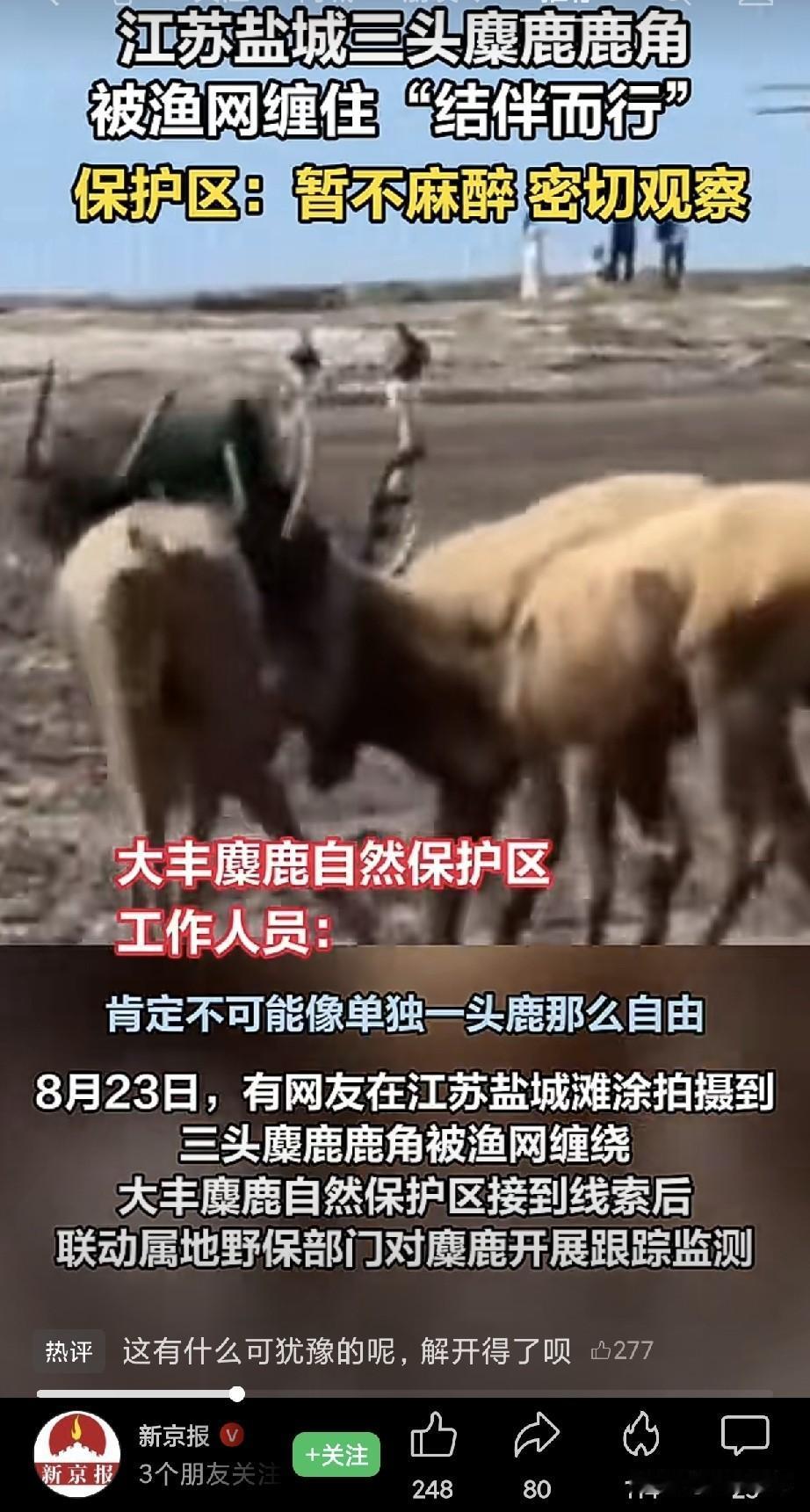 江苏盐城这三头麋鹿鹿角被渔网缠住，不少网友心里犯嘀咕：现在野生动物麻醉技术已经成