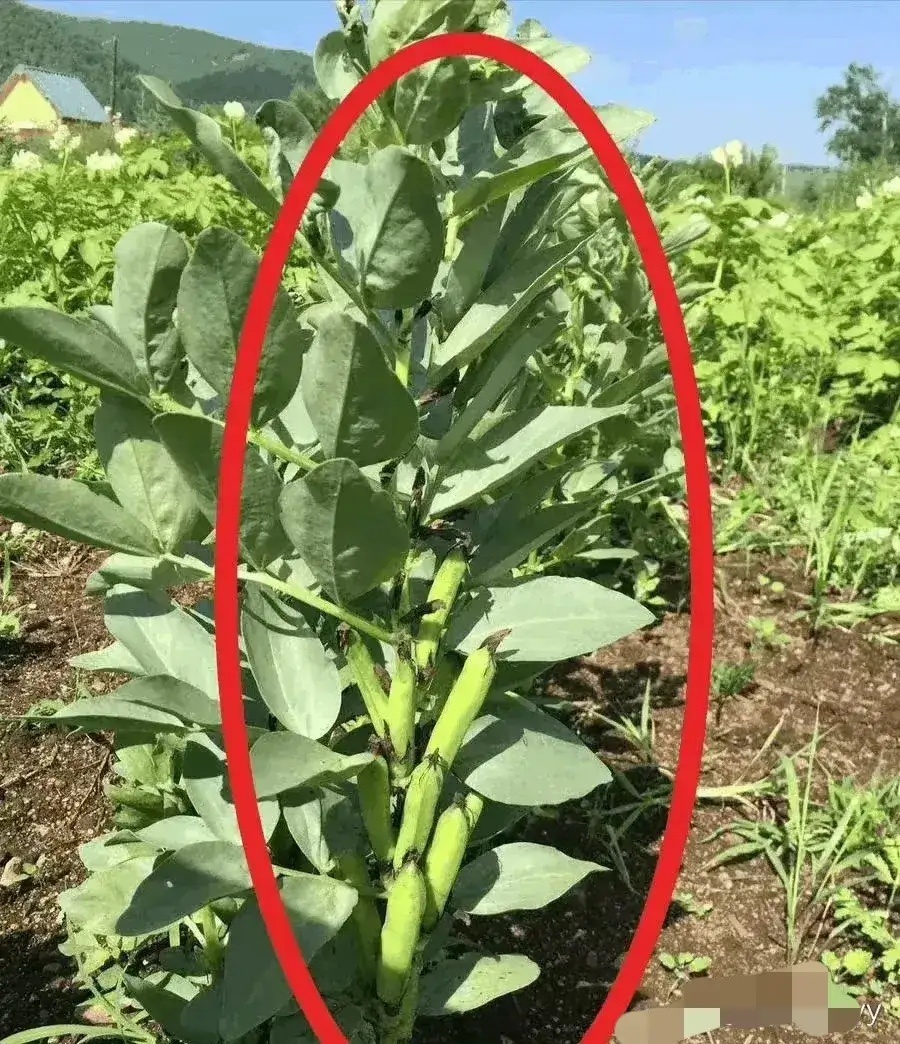 都说自己是农村的，考考你，这是啥？ ​​​