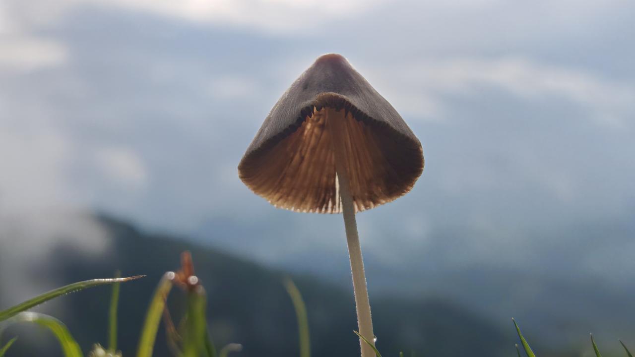 山间菌生，云外草长。